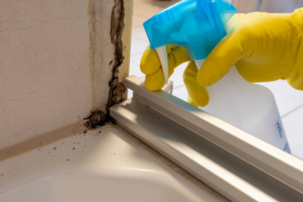 Home Mold Removal in New Providence, NJ