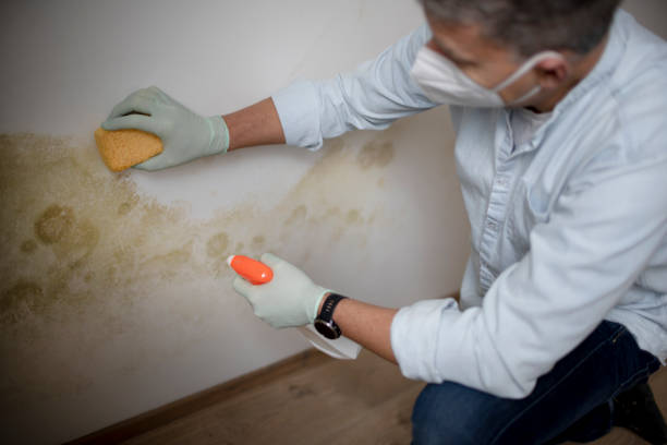 New Providence, NJ Mold Removal Company