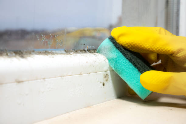 Best Fast Mold Removal  in New Providence, NJ