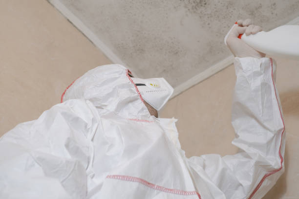 Trusted New Providence, NJ Mold Removal Experts
