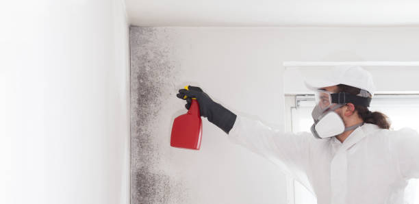 Best Toxic Mold Removal  in New Providence, NJ