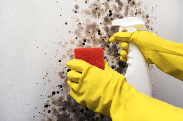 Best Mold Remediation  in New Providence, NJ