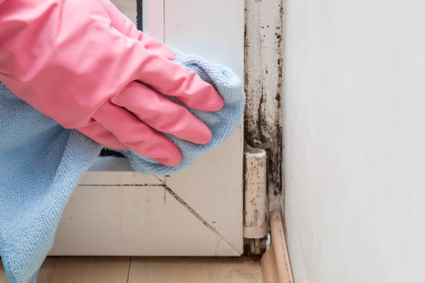 Best Affordable Mold Removal  in New Providence, NJ