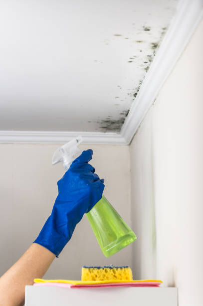 Best Commercial Mold Removal  in New Providence, NJ